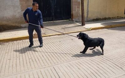 Rescata Fiscalía de Oaxaca a perrito en situación de calle con lesiones expuestas; es canalizado para adopción