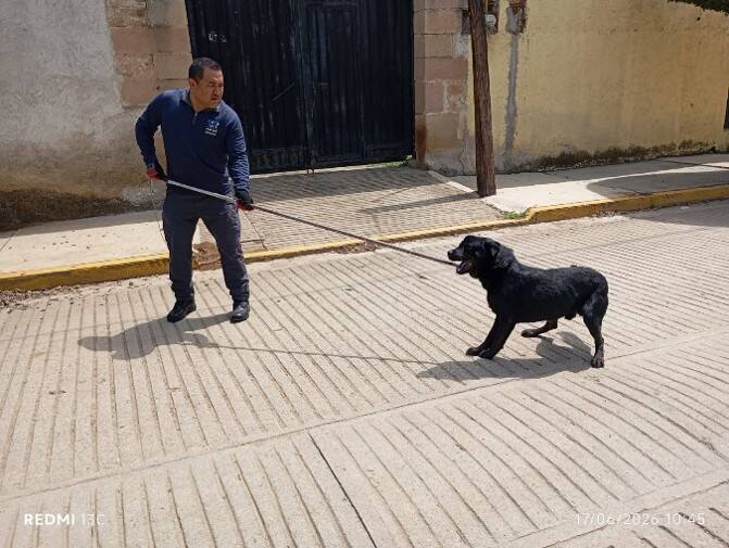 Rescata Fiscalía de Oaxaca a perrito en situación de calle con lesiones expuestas; es canalizado para adopción