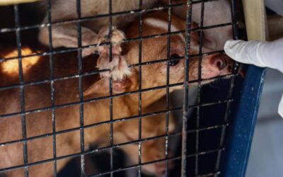 Rescata la FGEO a 14 animales de compañía en situación de maltrato en Oaxaca de Juárez; tres presentaban sarna