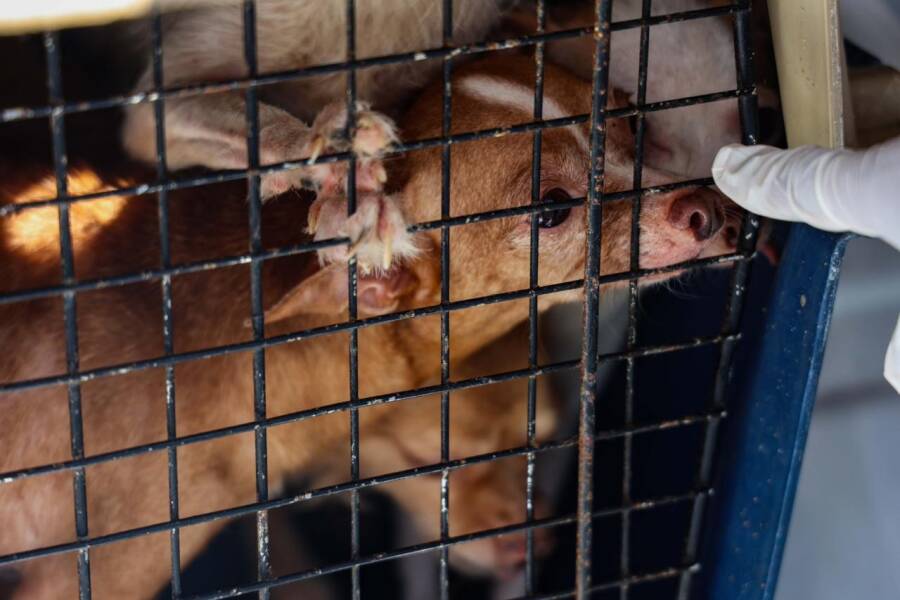 rescata-la-fgeo-a-14-animales-de-compania-en-situacion-de-maltrato-en-oaxaca-de-juarez-tres-presentaban-sarna-6a300ebcbeda1