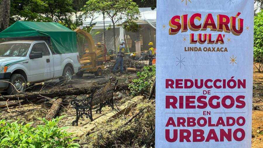 gobierno-de-oaxaca-de-juarez-prioriza-el-cuidado-del-arbolado-del-paseo-juarez-el-llano-6a73ad6ee6246