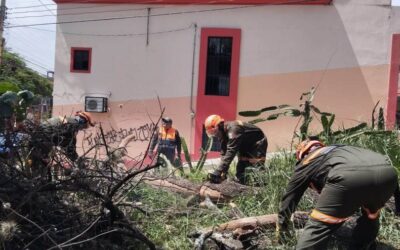 Protección Civil Municipal retira árbol caído y libera vialidad en la colonia Panorámicas del Fortín