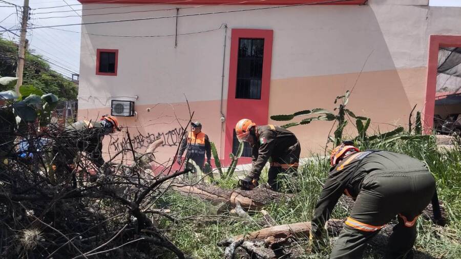 proteccion-civil-municipal-retira-arbol-caido-y-libera-vialidad-en-la-colonia-panoramicas-del-fortin-6a8f2af4d3c13