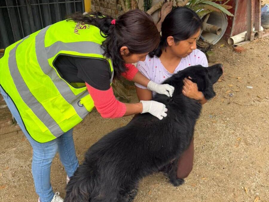 Gobierno de Oaxaca de Juárez atiende dos casos de gusano barrenador en perros