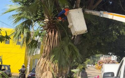Gobierno de Oaxaca de Juárez realiza poda de árboles y retiro de un pino seco en cuatro colonias
