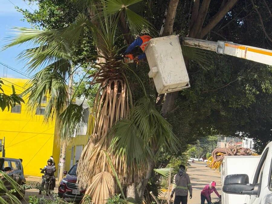 Gobierno de Oaxaca de Juárez realiza poda de árboles y retiro de un pino seco en cuatro colonias
